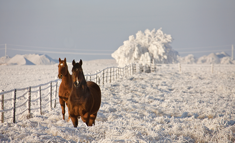 Horses in the snow.