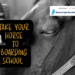 equestrian-boarding-school-girl-brushing-horse