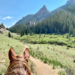 A picture taken behind the ears of a horse, looking at the trail in front of it.