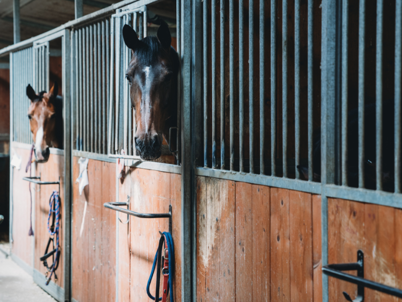 Horse Hotel Tips for Barn Owners
