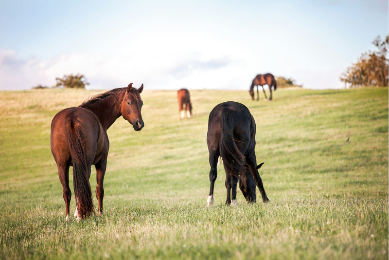 consider-horse-insurance-pastured-horses