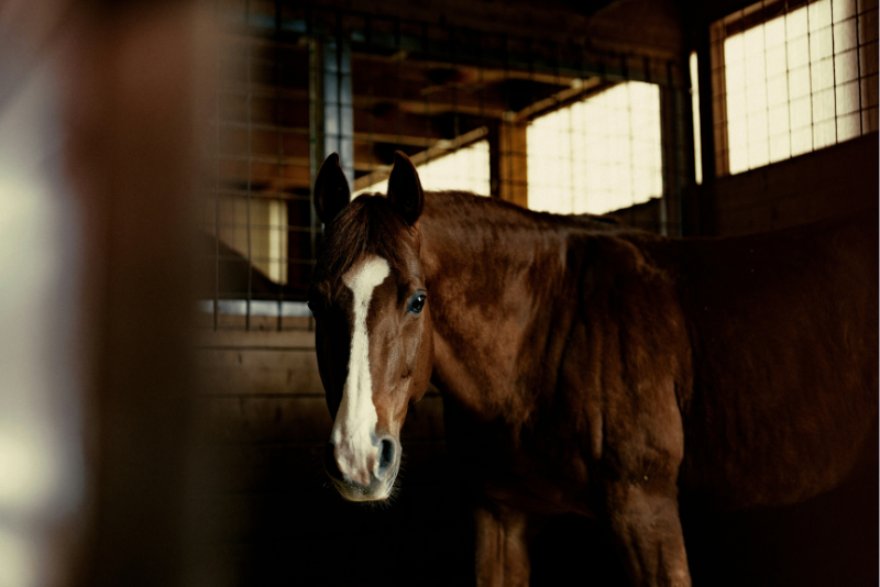 consider-horse-insurance-horse-in-stable