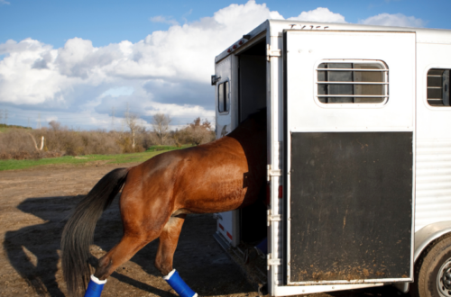 Tips for Staying in a Horse Hotel