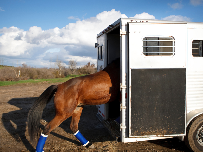 Tips for Staying in a Horse Hotel