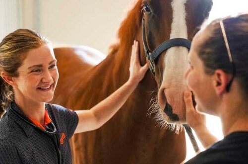 equine-care-team-horse-vet
