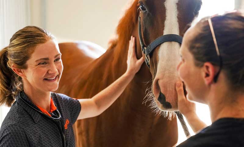 equine-care-team-horse-vet